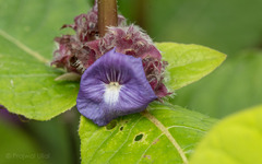 Neuracanthus sphaerostachyus