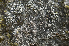 Myriolecis semipallida