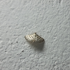 Ravanoa xiphialis