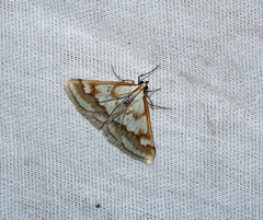 Ephelis cruentalis