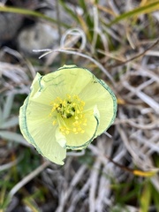 Papaver macounii
