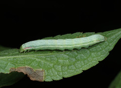 Leuconycta diphteroides