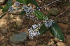 Ceanothus arboreus