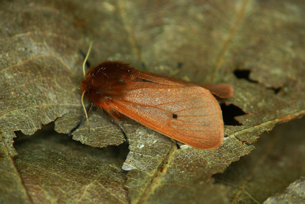 Ruby Tiger Moth, photo 1 of 10