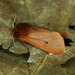 Ruby Tiger Moth - Photo (c) Michał Brzeziński, some rights reserved (CC BY-NC), uploaded by Michał Brzeziński