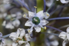 Ceanothus arboreus