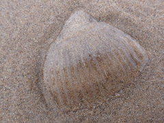 Aequorea forskalea