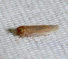 Graminella plana