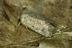 Luperina testacea