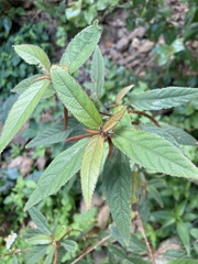 Acalypha portoricensis