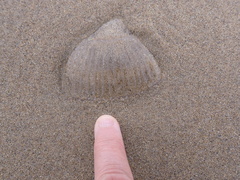 Aequorea forskalea