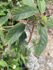 Acalypha portoricensis