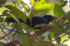 Cercomacra melanaria