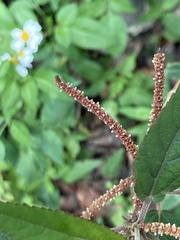 Acalypha portoricensis