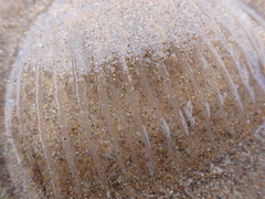 Aequorea forskalea