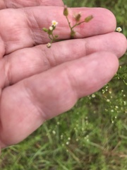 Erigeron canadensis pusillus