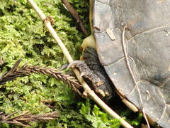 Hydromedusa maximiliani