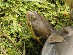 Hydromedusa maximiliani
