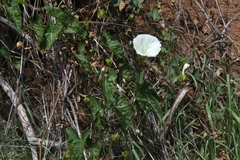 Calystegia macrostegia macrostegia