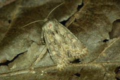 Luperina testacea