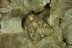 Luperina testacea