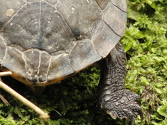 Hydromedusa maximiliani