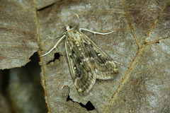 Parapoynx stratiotata