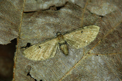 Eupithecia assimilata