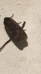 Noctua pronuba