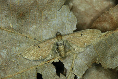 Eupithecia assimilata