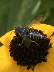 Coelioxys modestus