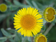 Pulicaria dysenterica