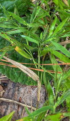 Dichanthelium strigosum