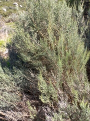 Dicerothamnus