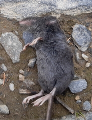 Sorex alpinus