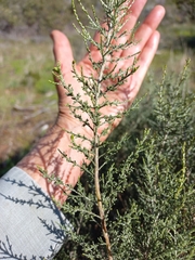 Dicerothamnus