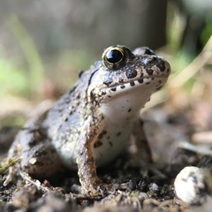 Fejervarya kawamurai