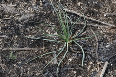 Tragopogon porrifolius