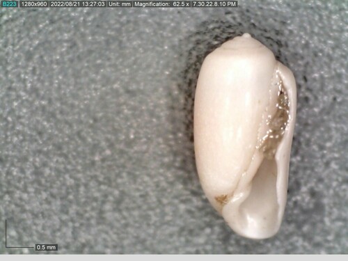 taxonomy_inaturalist image for Acteocina candei