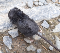 Sorex alpinus
