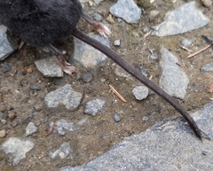 Sorex alpinus