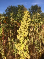 Chenopodium quinoa