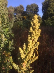 Chenopodium quinoa