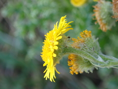 Pulicaria dysenterica