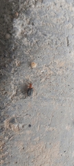 Brachinus sclopeta