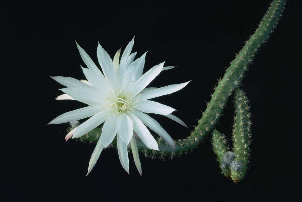 Trichocereus hahnianus
