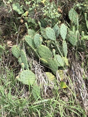 Opuntia cymochila