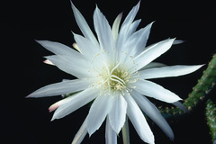 Trichocereus hahnianus
