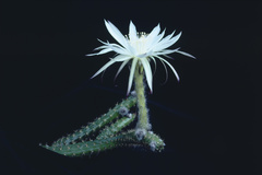 Trichocereus hahnianus