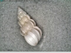 Epitonium humphreysii